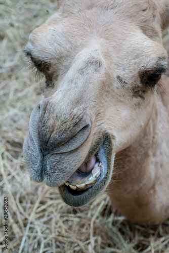 Closed up camel mouth and teeth lying on dried hay © v74