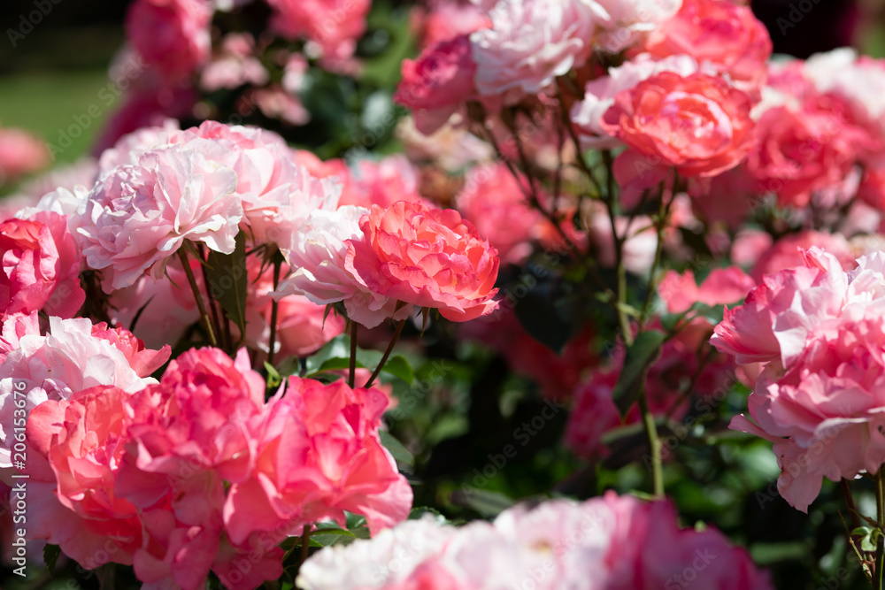Fototapeta premium ピンク色のばら「ジャルダンドゥフランス」の花のアップ 