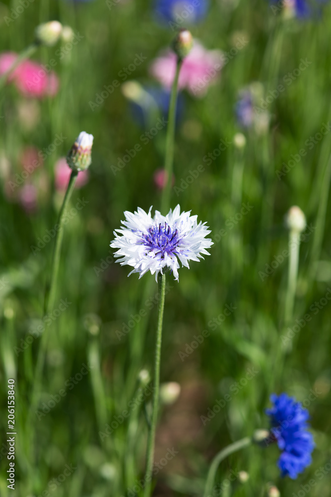 白と紫のヤグルマギクの花のアップ