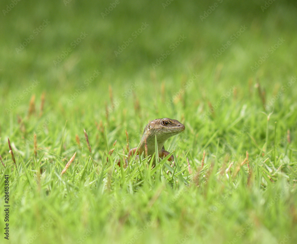 Naklejka premium Lizard in the grass