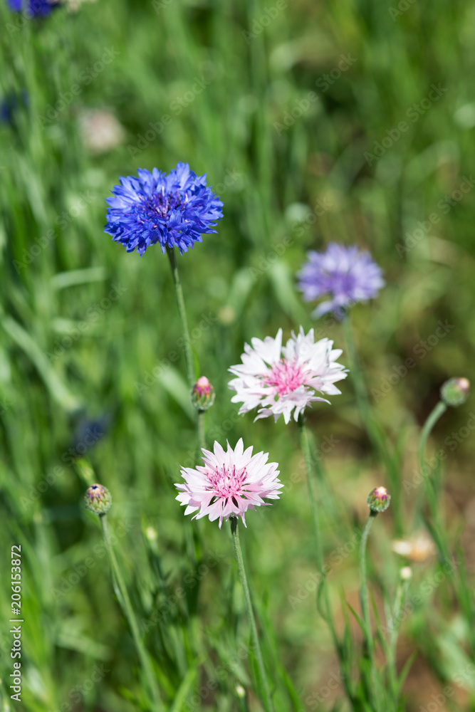 ピンク色のヤグルマギクの花のアップ ピンク色のヤグルマギクの花のアップ