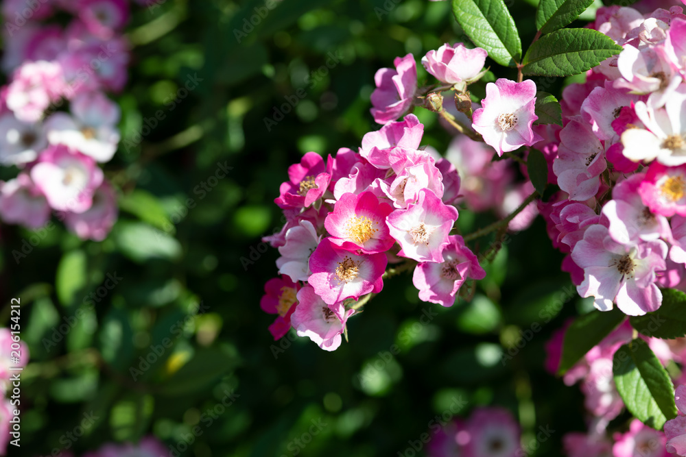 Obraz premium ピンク色のばら「モーツァルト」の花のアップ