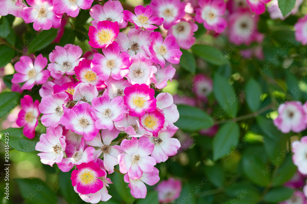 ピンク色のばら「モーツァルト」の花のアップ