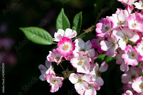 ピンク色のばら「モーツァルト」の花のアップ