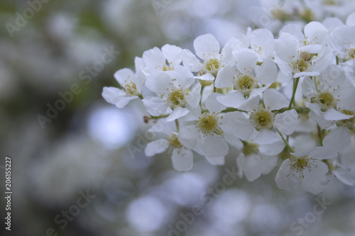 Branches of blossoming bird-cherry (Prunus padus) in spring with a soft focus. Beautiful floral spring nature background. Macro. Blossoming garden in spring.