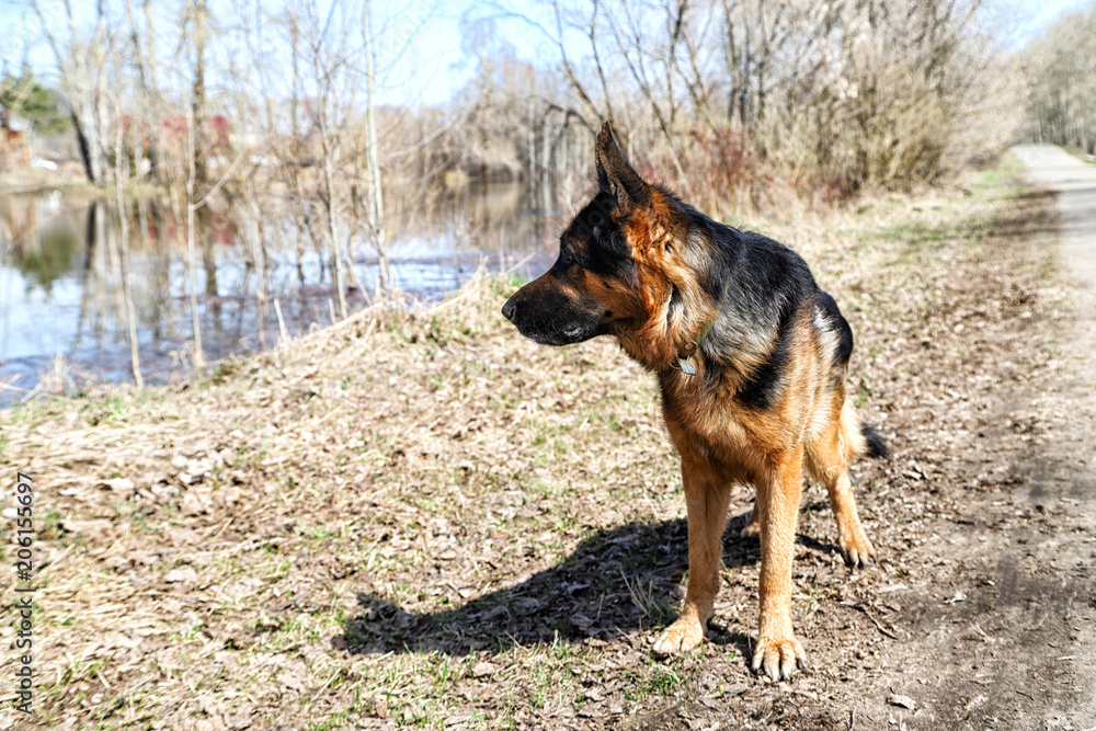 Dog German Shepherd near water in a sping day Dog German Shepherd near water in a sping day
