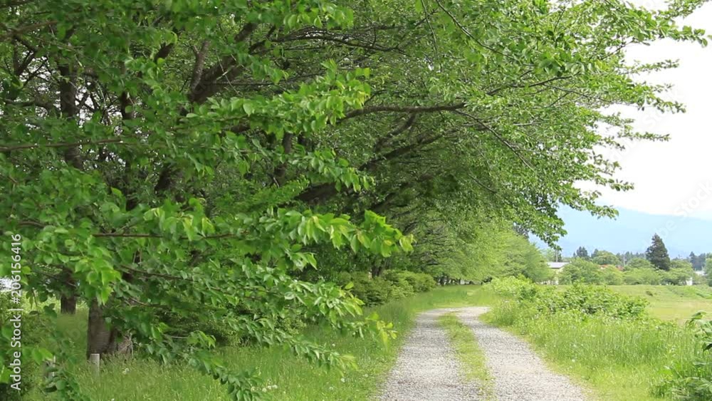新緑 並木道 田舎の自然風景 道路 新緑 並木道 田舎の自然風景 道路