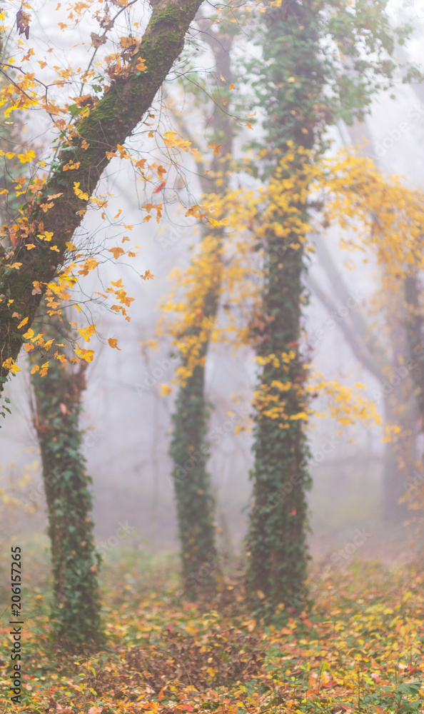 Fototapeta premium Eerie autumn scenery in the forest, with colorful foliage and mist