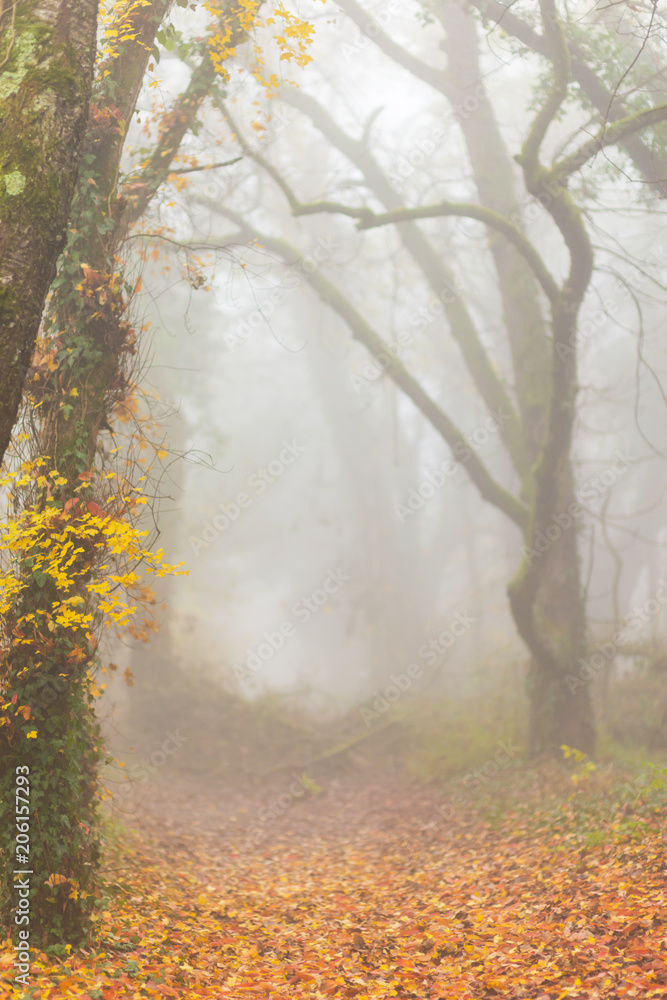 Autumn foliage and mist in a beautiful forest in the morning