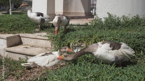 Home goose hisses while protecting its flock photo