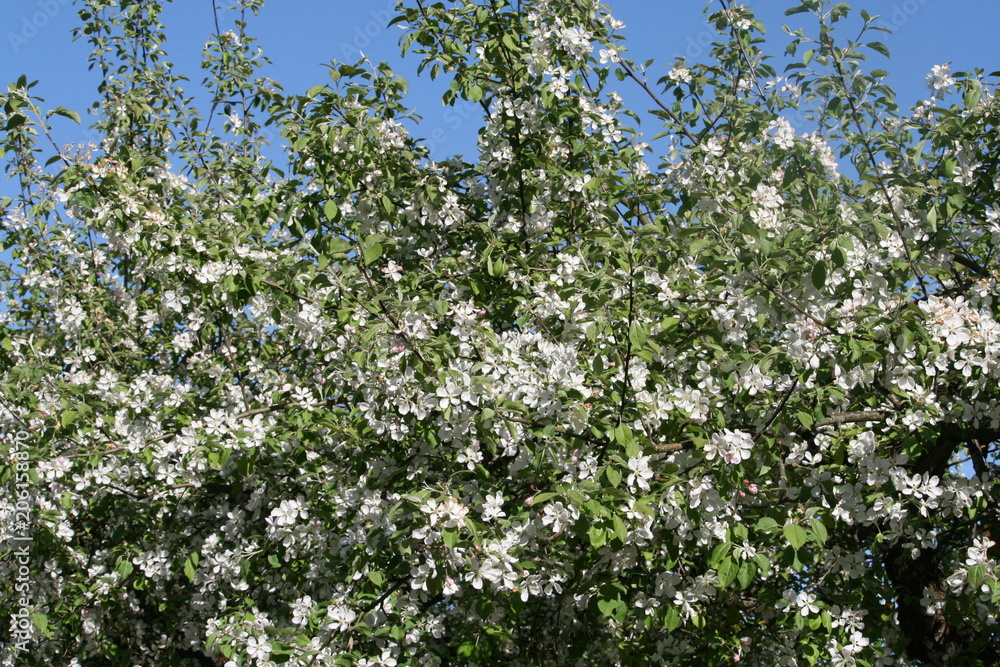 Apfelblüte 1 Apfelblüte 1