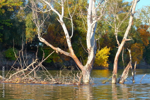Fototapeta Naklejka Na Ścianę i Meble -  Big driftwood (snag) in the water. Dry fallen tree in the river. Autumn landscape of the Danube river.