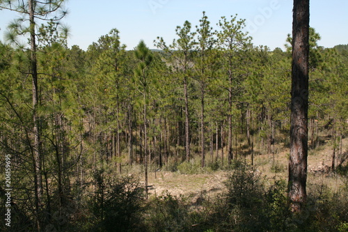Scrub Forest
