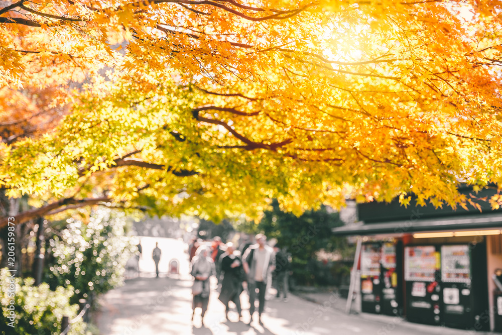 nature kyoto park scene view autumn season golden maple tree in japan nature kyoto park scene view autumn season golden maple tree in japan