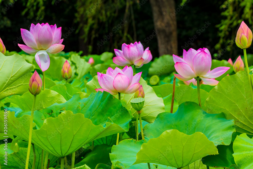 Lotus Flower.Background is the lotus leaf and lotus bud and lotus flower and tree.Shooting location is Yokohama, Kanagawa Prefecture Japan. Lotus Flower.Background is the lotus leaf and lotus bud and lotus flower and tree.Shooting location is Yokohama, Kanagawa Prefecture Japan.