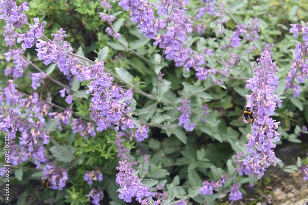 Bee landing on purple flowers