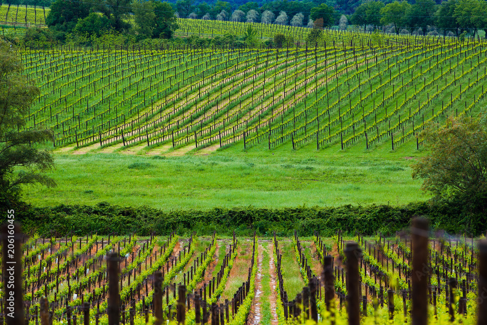 beautiful green vineyard in summer in Tuscany