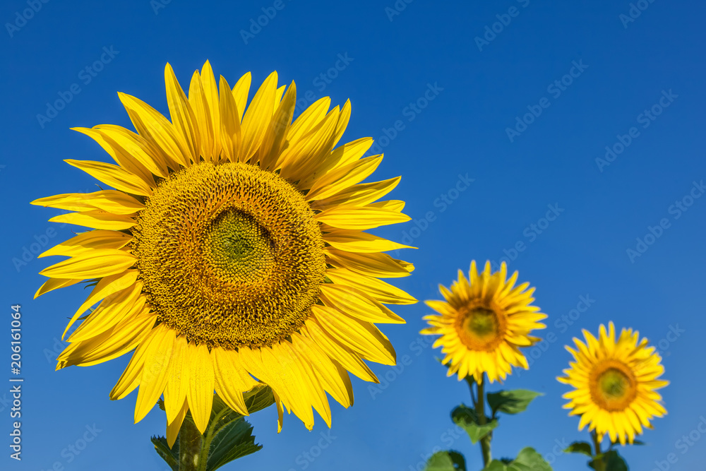 Three sunflowers, one in focus Three sunflowers, one in focus