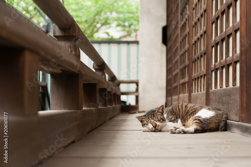 Tabby cat is sleeping at shrine balcony