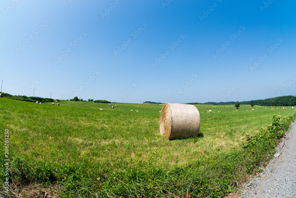 緑の牧草畑と牧草ロール