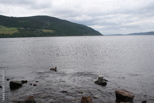 Duck on Loch Ness