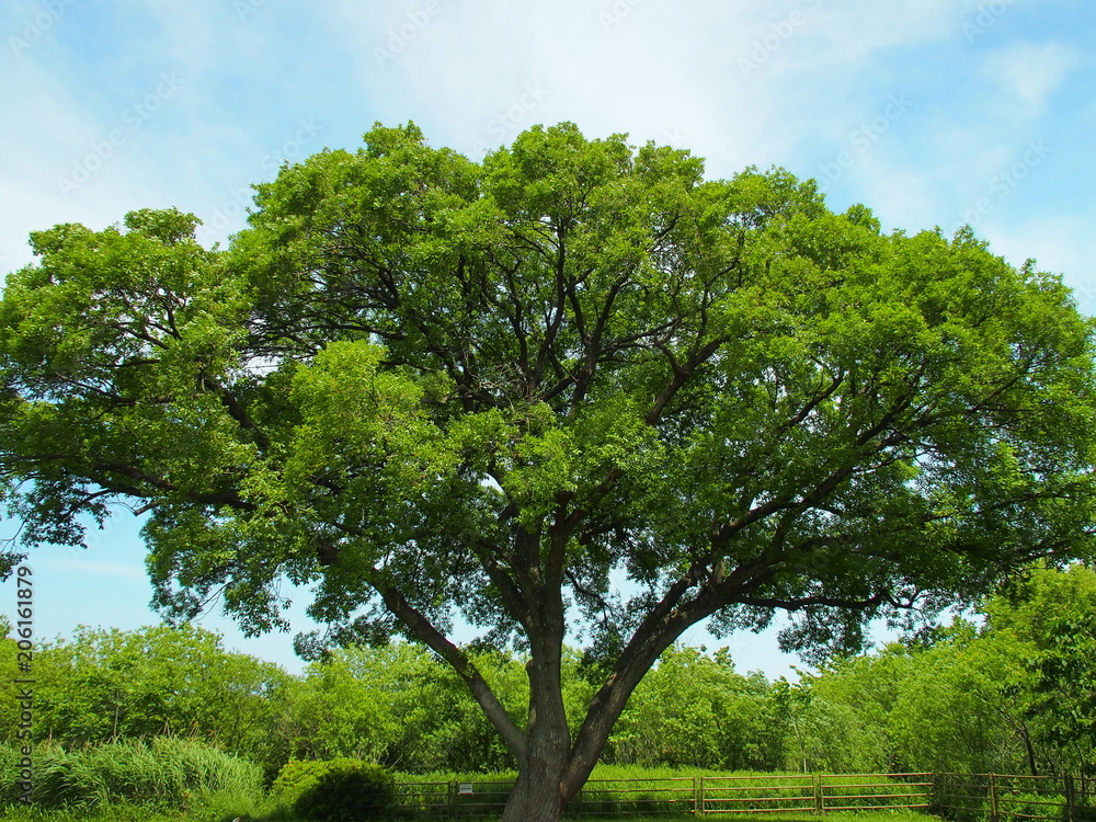 Obraz premium 河川敷の大木