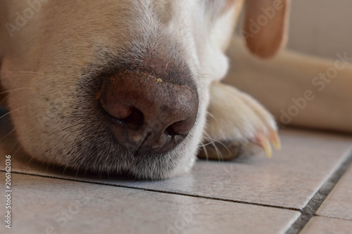 Closeup portrait of creamy Labrador retriever dog laying at the house floor