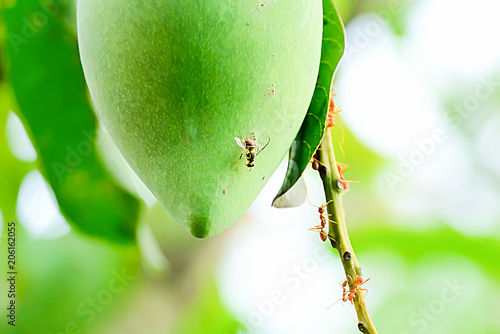 Guava fruit fly to catch the fruit.