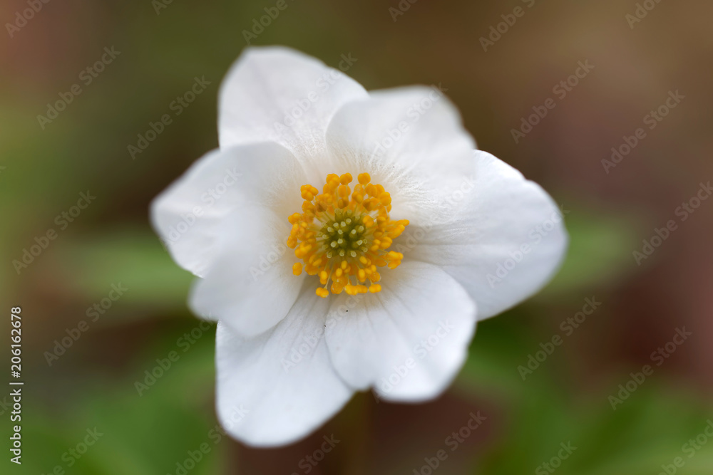 Closeup of a white wood anemone flower. Latin name: Anemone nemorosa Closeup of a white wood anemone flower. Latin name: Anemone nemorosa