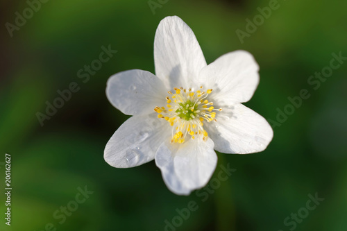Closeup of a white wood anemone flower. Latin name: Anemone nemorosa