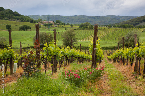 beautiful green vineyard in summer in Tuscany