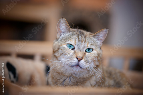 Animal shelter.  Portrait of a cute cat close-up. © Tatyana