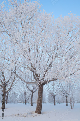 Trees in the hoarfrost in the winter forest