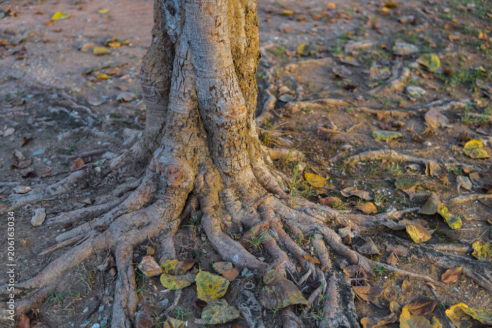 Fototapeta premium Old tree roots.