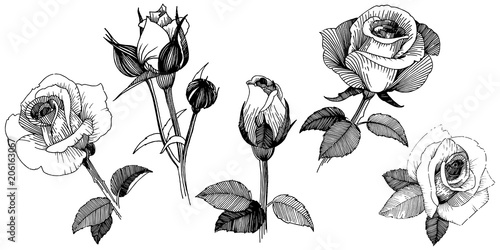 Vector roses. Floral botanical flower. Wild spring leaf wildflower isolated. Vector wildflower for background, texture, wrapper pattern, frame or border.