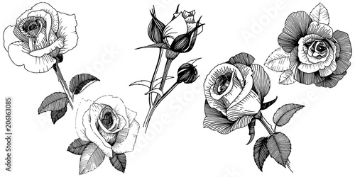 Vector roses. Floral botanical flower. Wild spring leaf wildflower isolated. Vector wildflower for background, texture, wrapper pattern, frame or border.