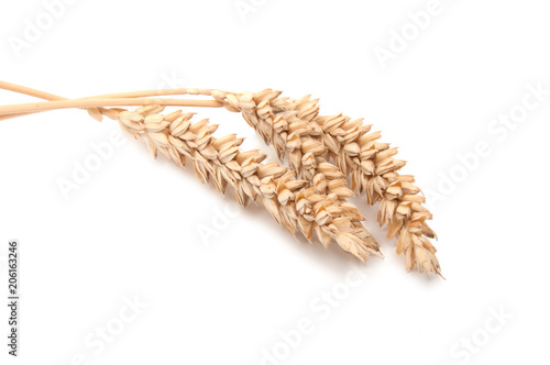 Spikelets of wheat isolated on the white