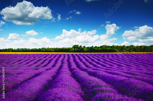 Lavender field in Provence. HDR image.