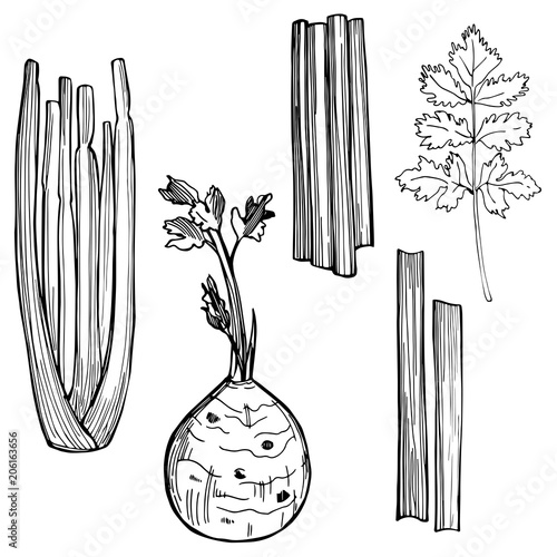 Hand drawn  celery on white background. Vector sketch  illustration.