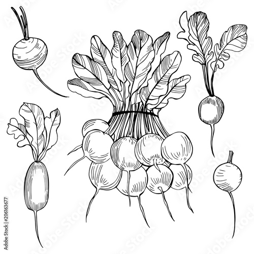 Hand drawn radish on  white background. Vector sketch  illustration.