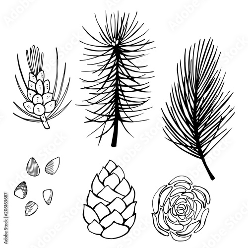 Hand drawn branch and pine cone on white background.  Vector sketch  illustration.