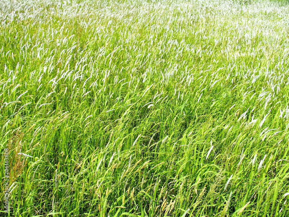 Obraz premium 土手に茂るチガヤ