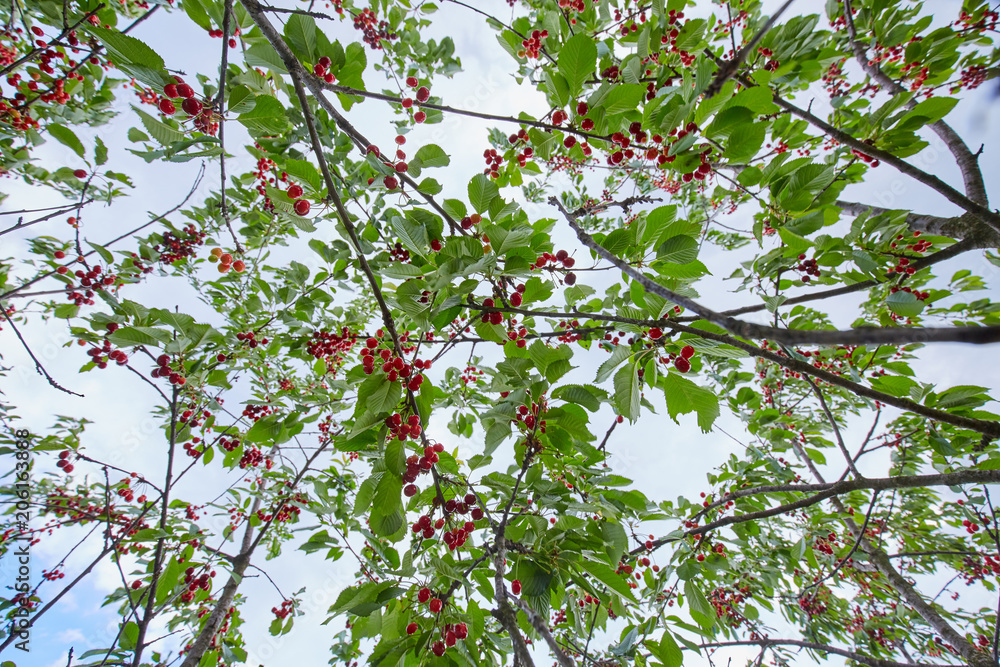 Cherries in the tree Cherries in the tree