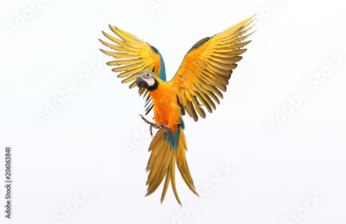 Tela Colorful flying parrot isolated on white