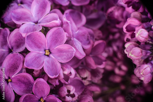 Blossoming lilac. Macro photography. A flower with five petals. Spring. Floral background.