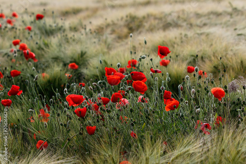 Photos Late summer field with poppy (papaver) flowers