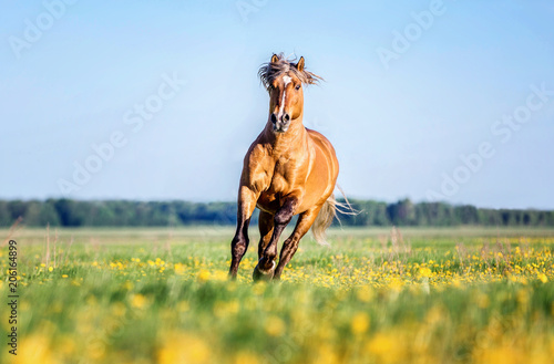 Fototapeta Naklejka Na Ścianę i Meble -  Stallion running on a blooming meadow.