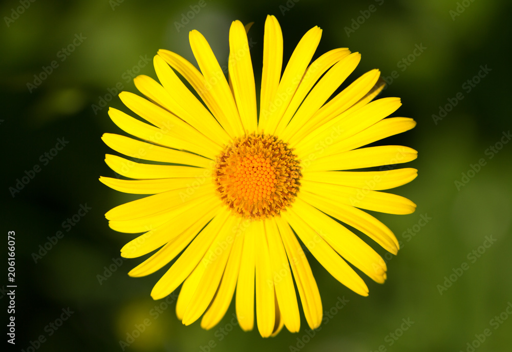 Obraz premium Yellow daisy growing in a flower bad.