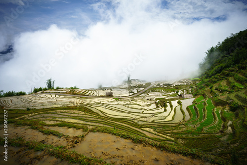Terraced rice field in water season  the time before starting grow rice  with clouds on background in Y Ty  Lao Cai province  Vietnam