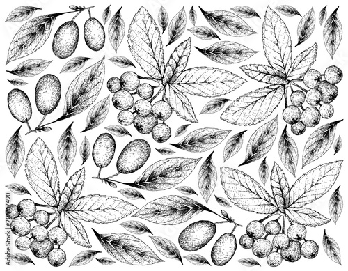 Hand Drawn Background of Cornelian Cherries and Aronia Cherries